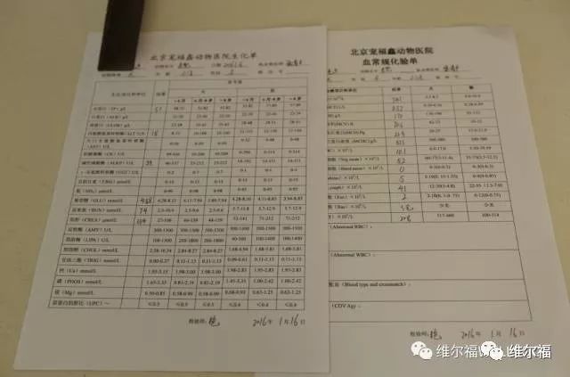 请用绝育保护它——宠物营养师亲身讲述自家爱犬绝育经历