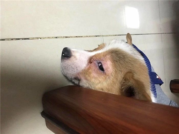 幼犬感染犬细小后并不会变得“又细又小”，其实犬瘟热才是