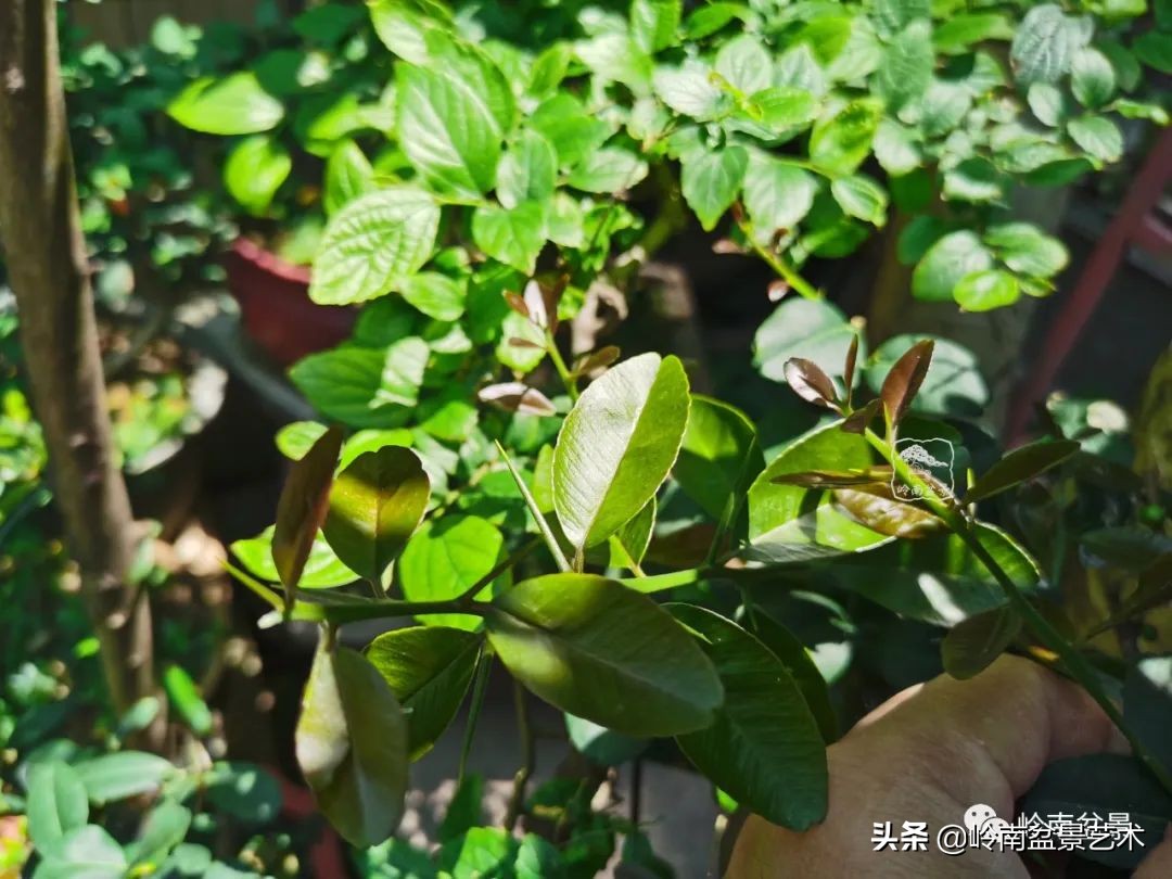 文人杂木盆景精品欣赏,可以做盆景的杂木图片大全