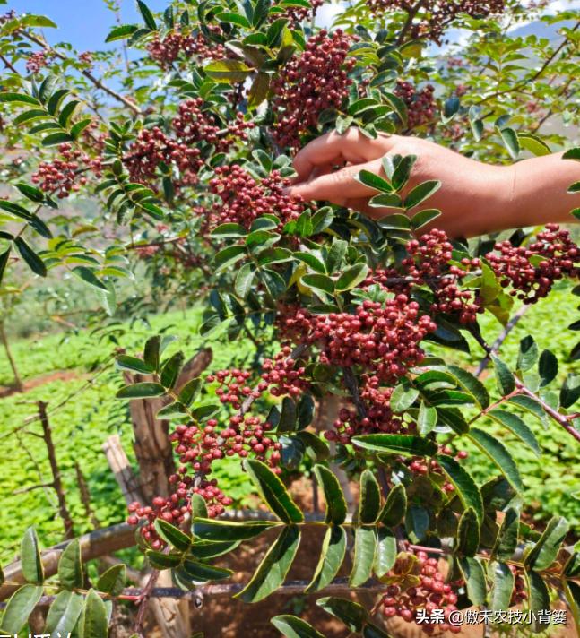 怎样种植花椒成活率高,花椒树怎样种植最好