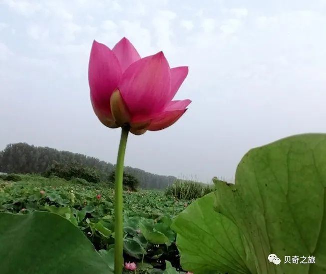 郑州赏荷花攻略,中国赏荷必去的地方