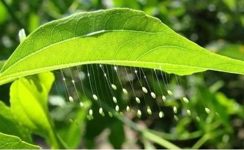 预防农业害虫方法,农作物常见害虫小妙招