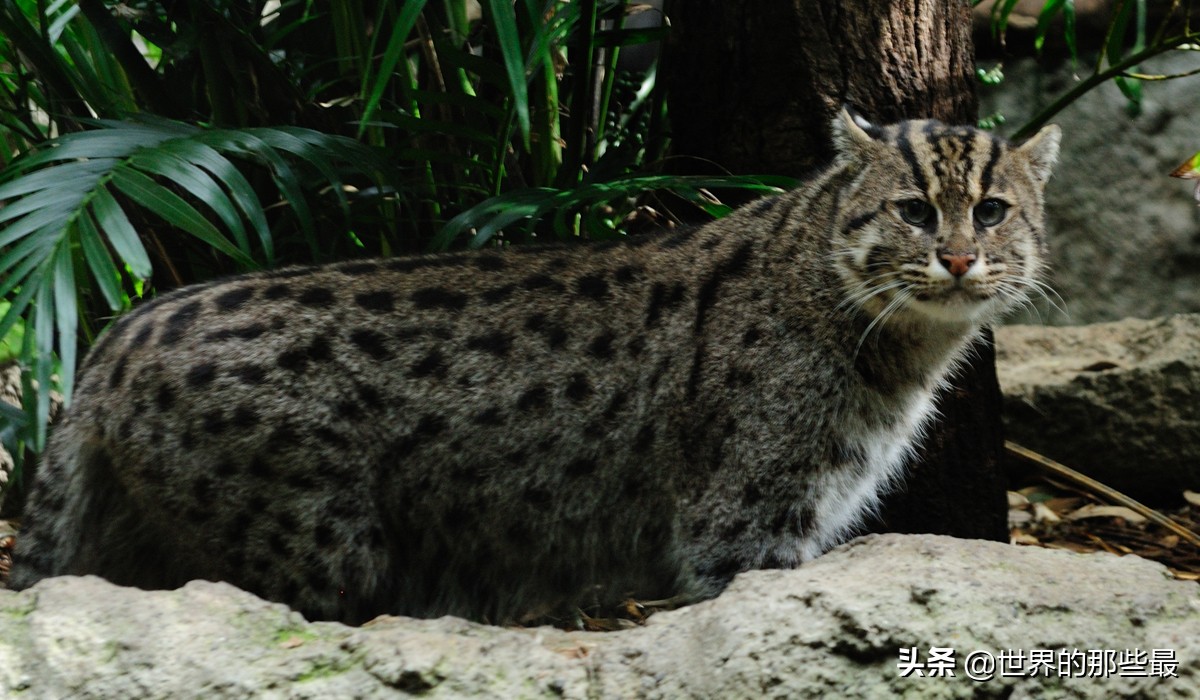 短尾猫才是凶猛的猫科,最凶的猫矮脚猫
