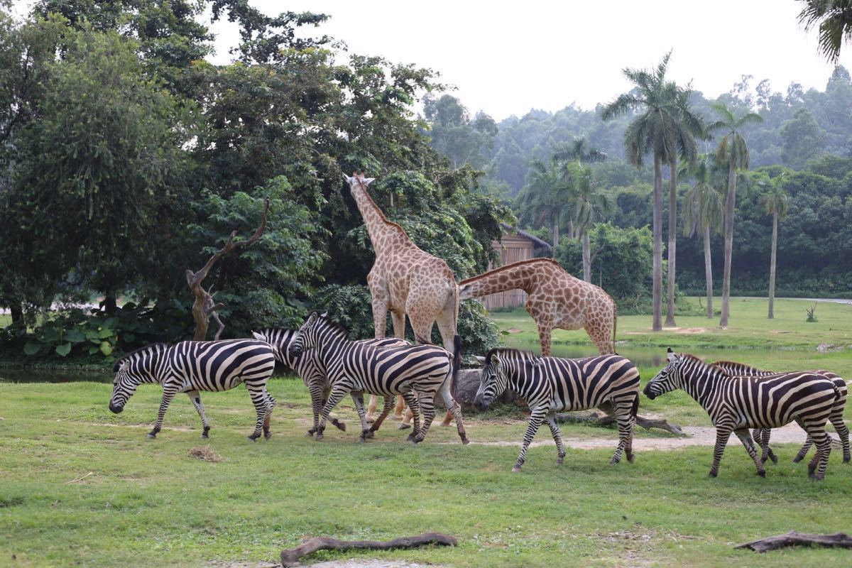 济南野生动物园门票2020年9月,2022年乌鲁木齐野生动物园门票