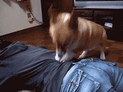 「今日萌图」一旦猫咪能自己打开鱼罐头，人类也就完蛋了