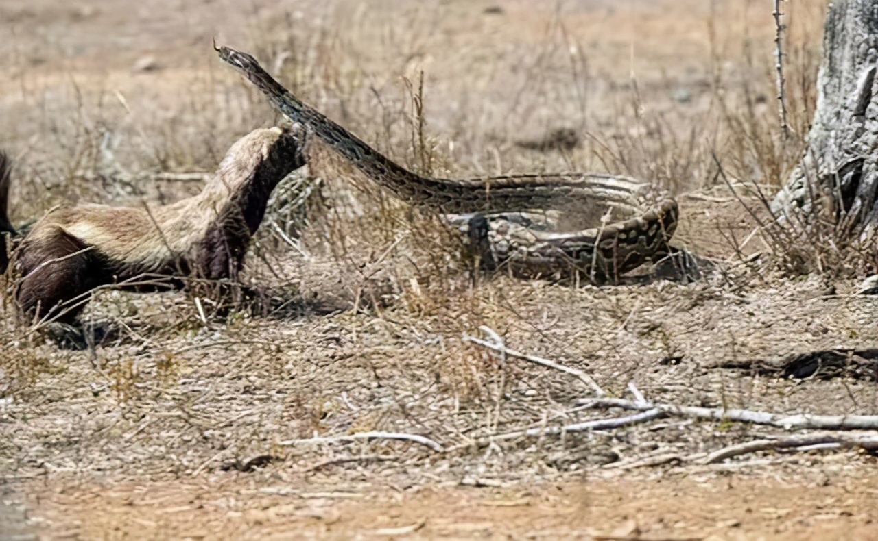 平头哥蜜獾无所畏惧智商很高,平头哥蜜獾到底是什么动物