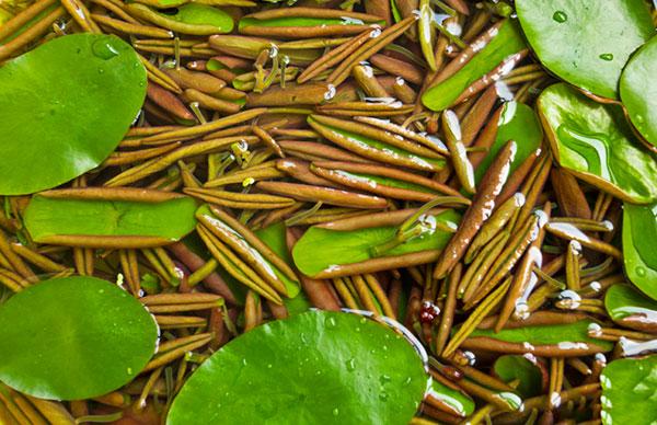 中华人民共和国野生植物保护名录,濒危保护植物名录药用植物多少种