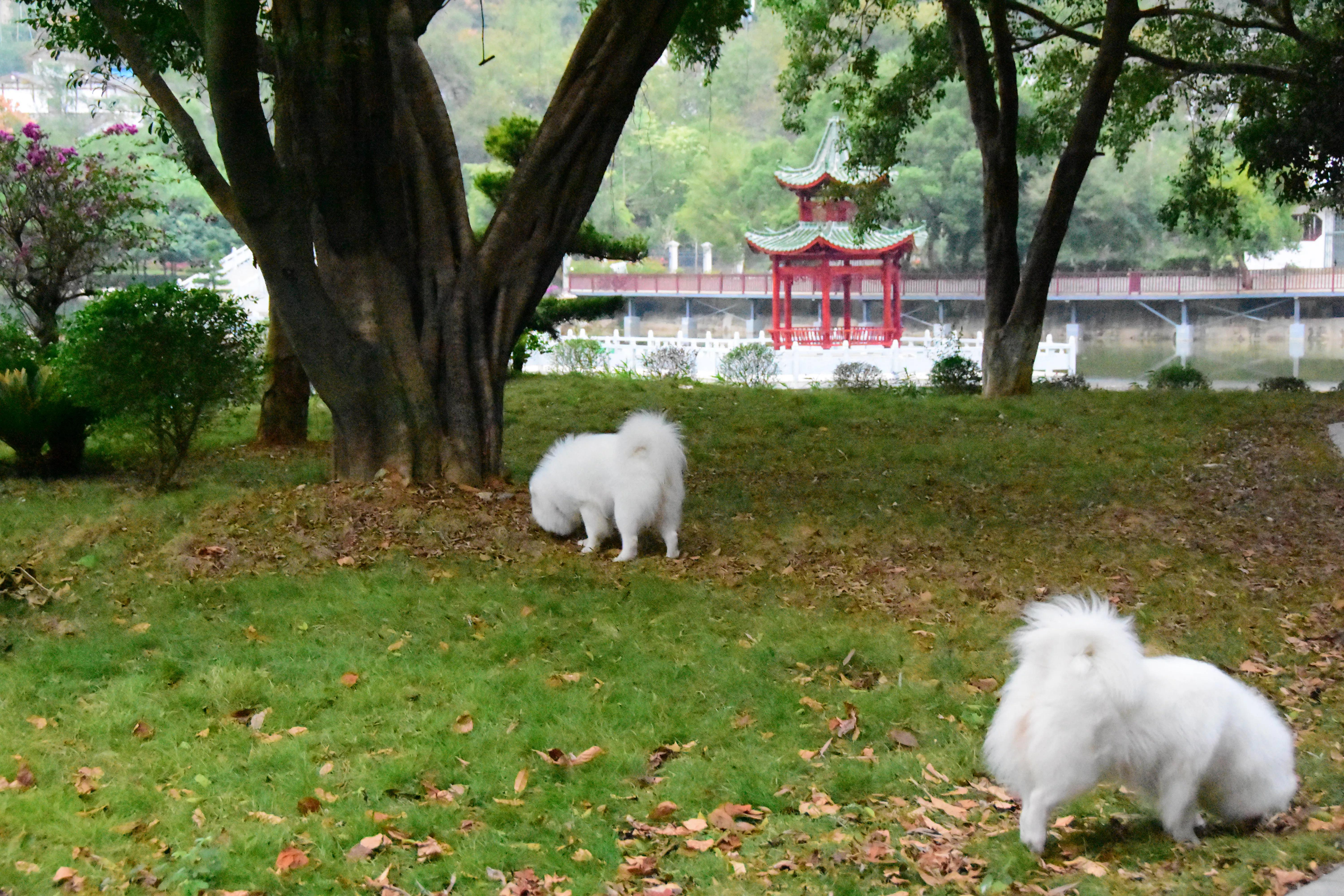 相约阳朔桂林,相约桂林漓江