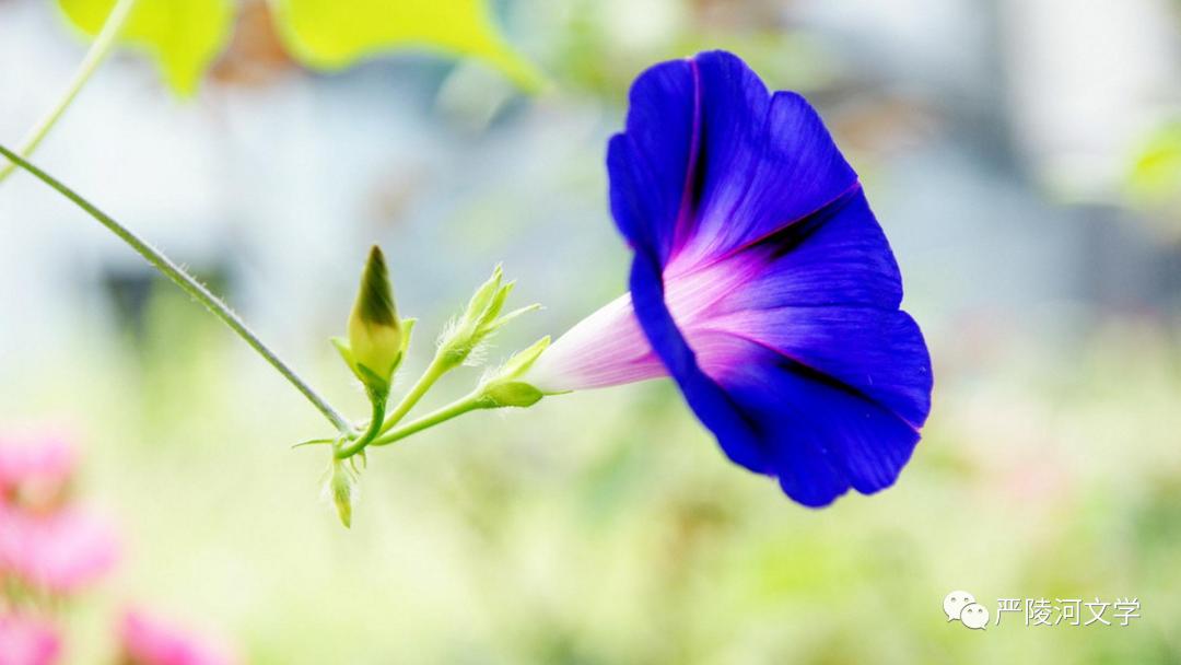 「严陵河文学」徐木花｜|牵牛花的传说（民间故事）