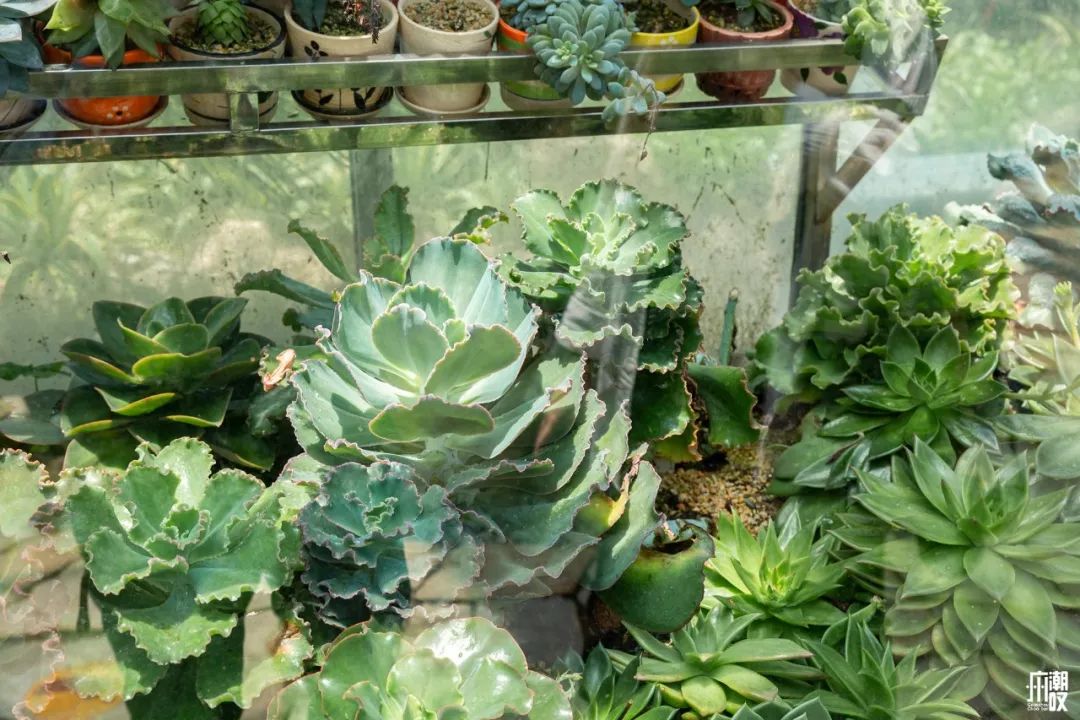 300+万㎡原始森林秘境，天河就有