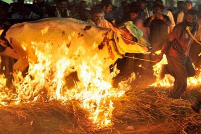 印度庆祝传统节日互扔牛粪,印度最奇葩的节日用10吨牛粪庆祝