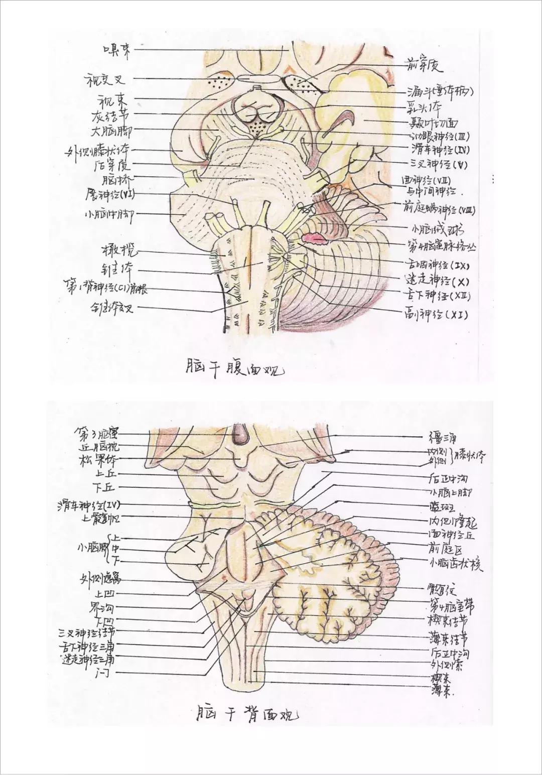 医生说肾虚的表现,医生肾虚分为几种类型