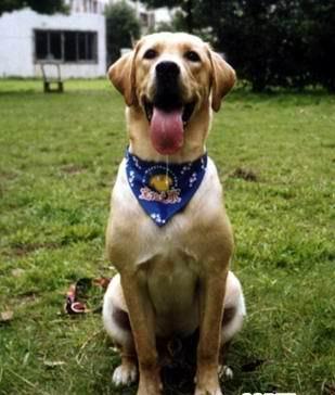 名犬排行榜杜宾,名犬排行榜捷克狼犬