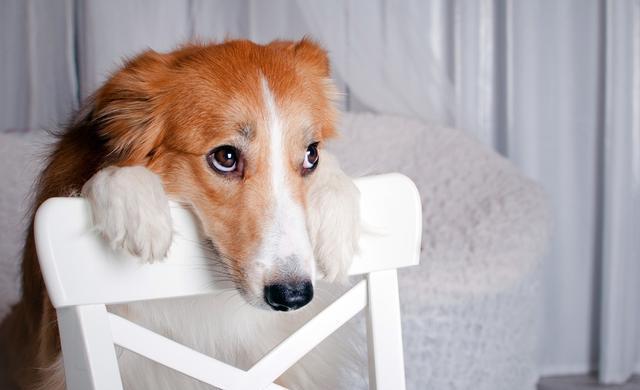 狗狗食欲不振，主要4大原因！作为主人你了解多少？