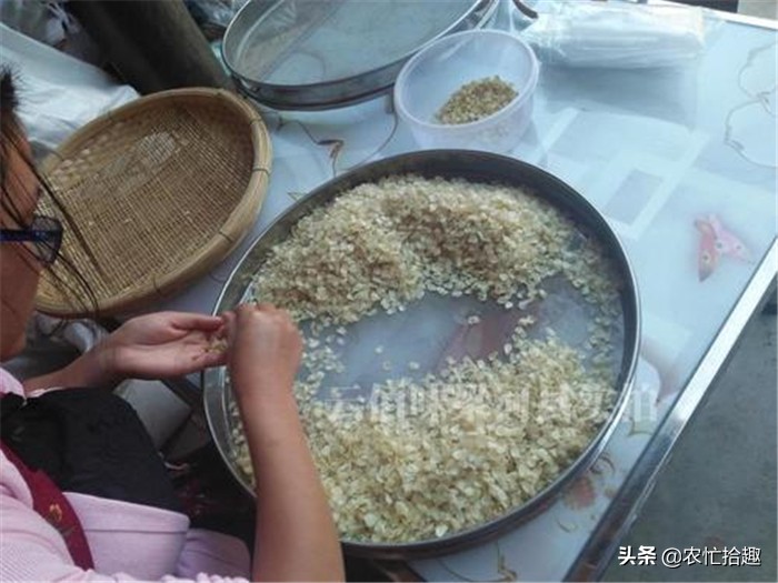 曾在农村常见，30年前被大量砍伐，今一斤260元，受女人喜爱