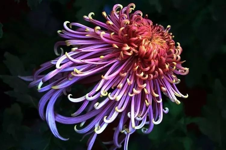 花中四君子菊花,花中四君子菊花的简介