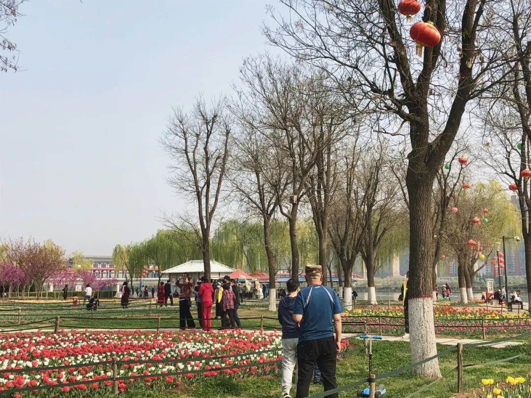 太美了花海随拍,咸阳郁金香在哪