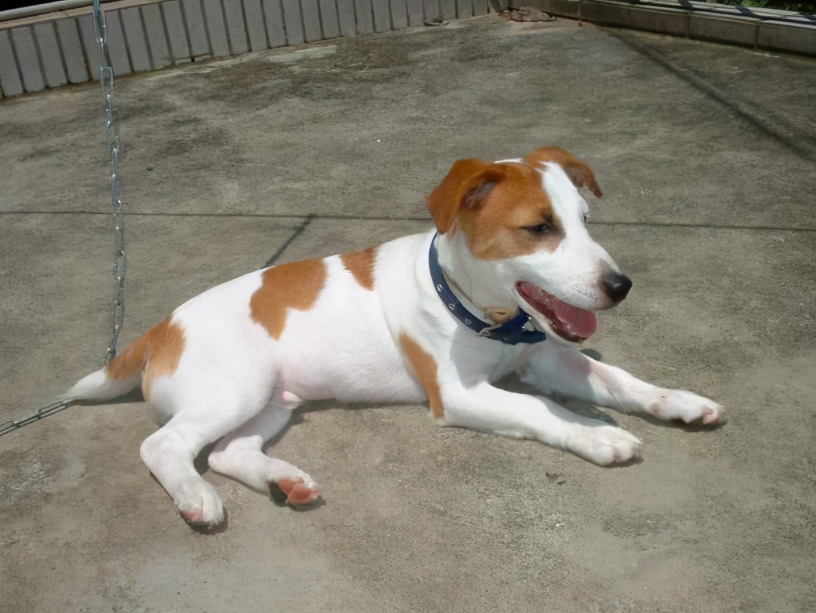 哪种大型宠物犬寿命长好养,寿命长又好养的狗狗有哪些