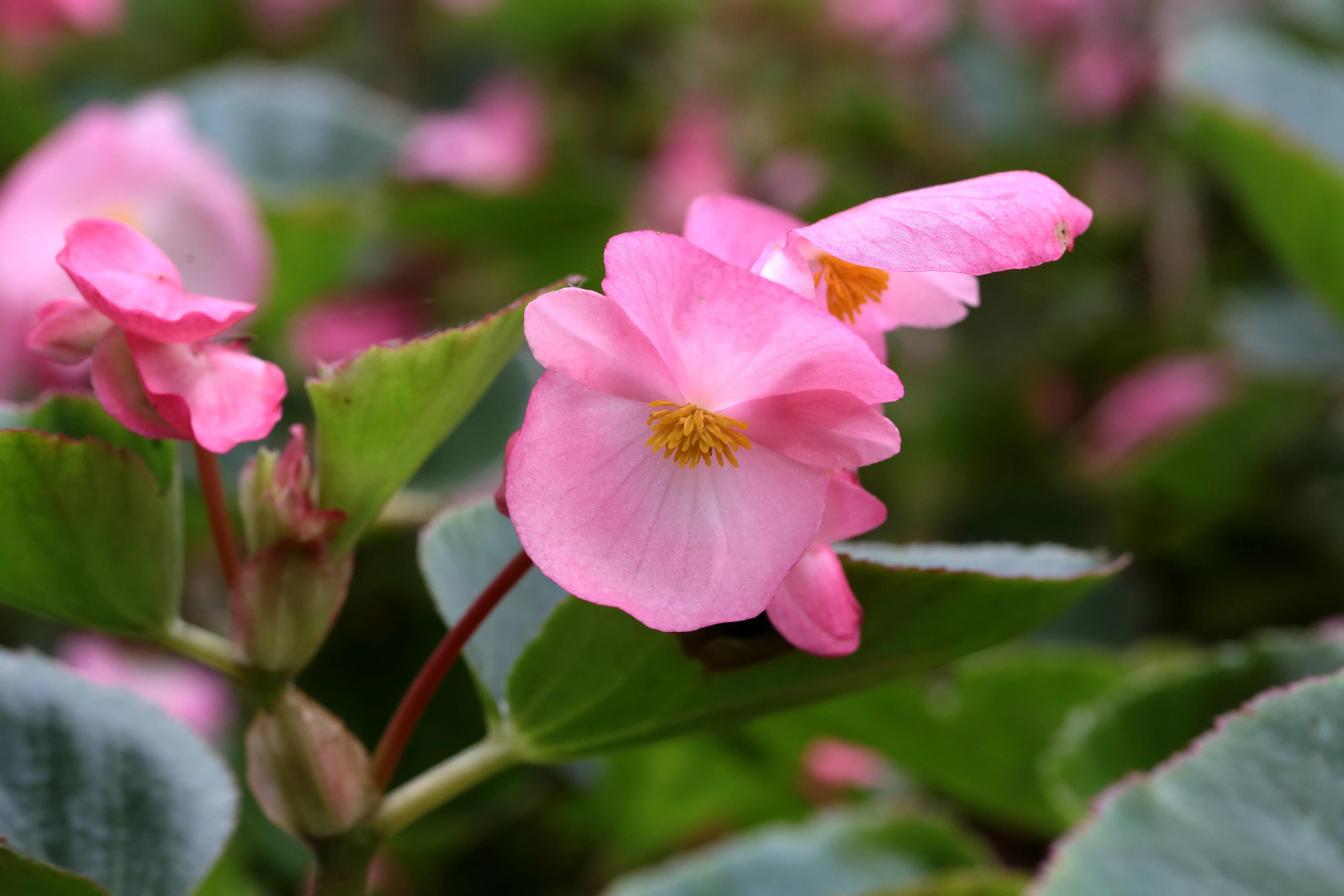 西溪湿地花朝节花草集（2）