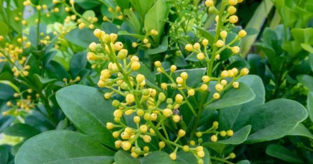 米兰花用什么肥枝繁叶茂,米兰花开花时如何养护