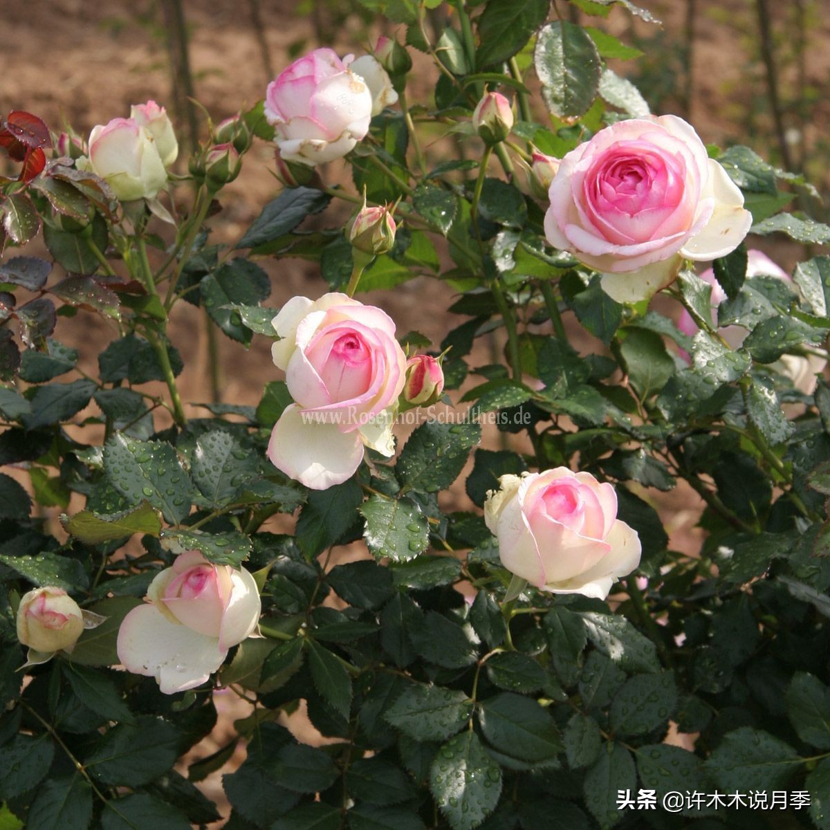 如何制作月季的肥料,月季自制液体肥怎么用最好