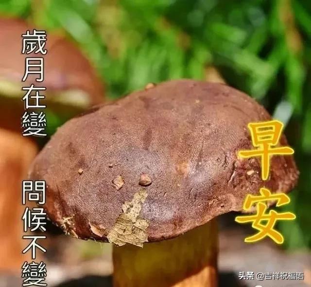 早安动态图片美好心情从早晨开始,适合早晨发的高情商短句早安图片