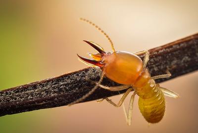 白蚁预防处理办法,白蚁防治怎么操作