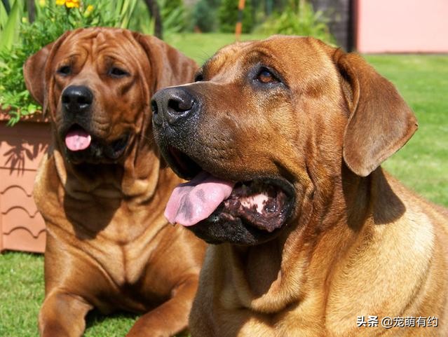 库达犬vs土佐犬咬合力,公认十大最好养的猛犬