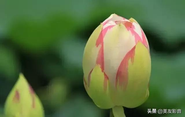 江南可采莲莲叶何田田全诗讲解,有关莲的古诗词大全