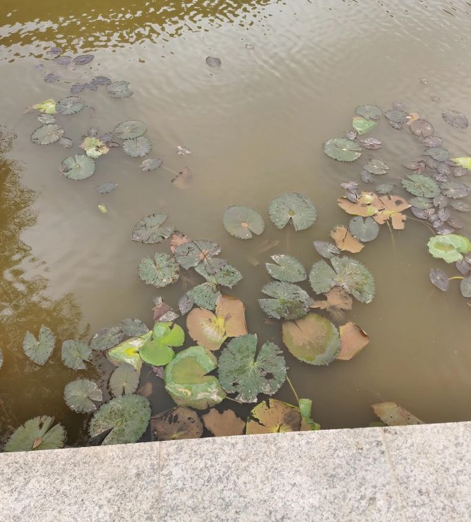 浅水缸养睡莲和鱼的方法,过滤陶缸养殖睡莲