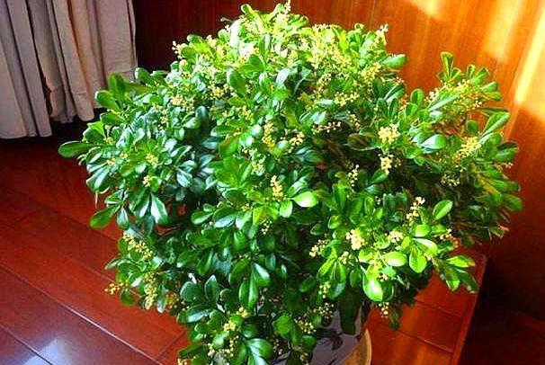 米兰叶子发黄发黑掉落是什么原因,米兰花期浇水的正确方法