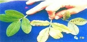 花生高产栽培技术视频,种花生到收花生的所有过程