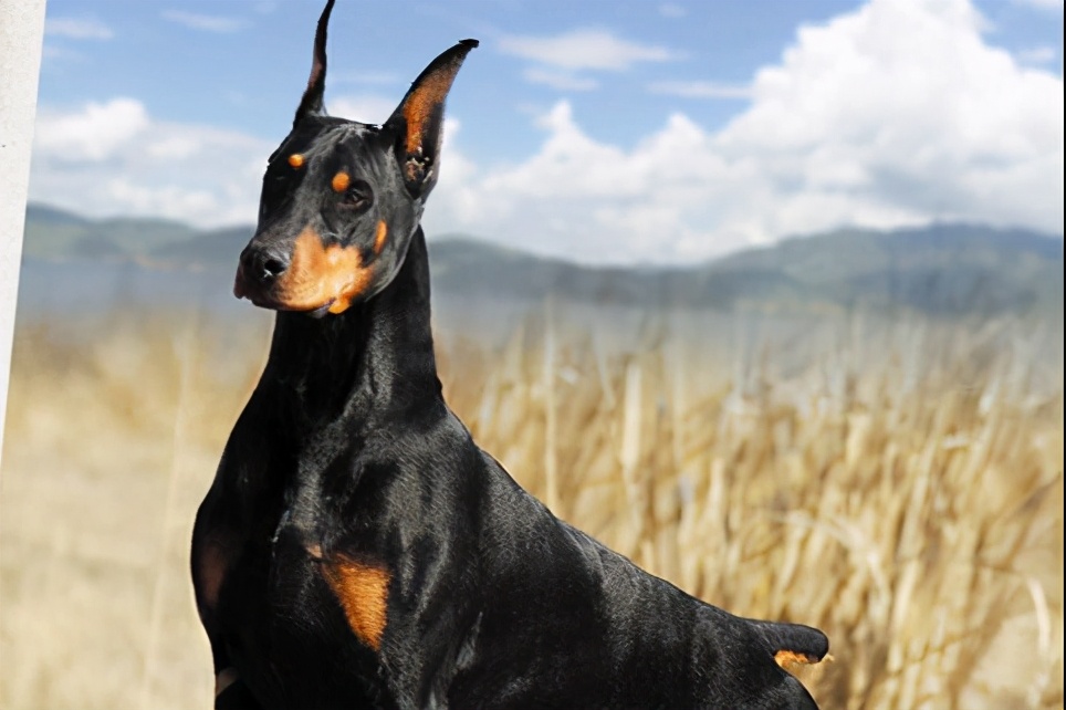 忠诚懂事可爱的狗狗请善待它们,这6种狗狗再爱也别碰会崩溃