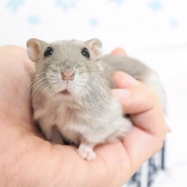 仓鼠躺手并非难事，只要有好吃的，鼠鼠马上变得超级听话