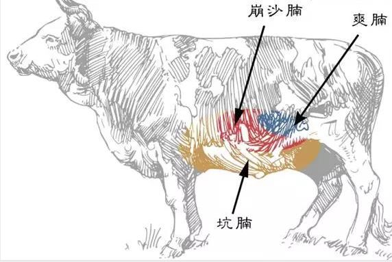 人气美食牛腩上海,清汤牛腩上海