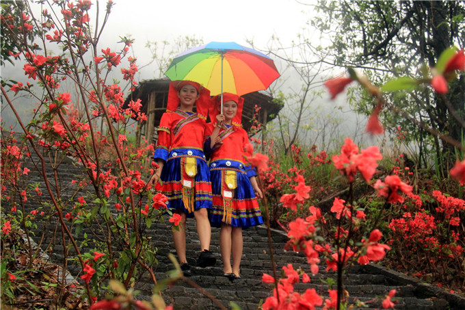 广东杜鹃花风景区最佳观赏期,清远金子山杜鹃几月份开