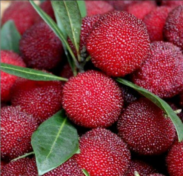 杨梅有农药味道怎么洗,杨梅里面的虫子真的能洗干净吗