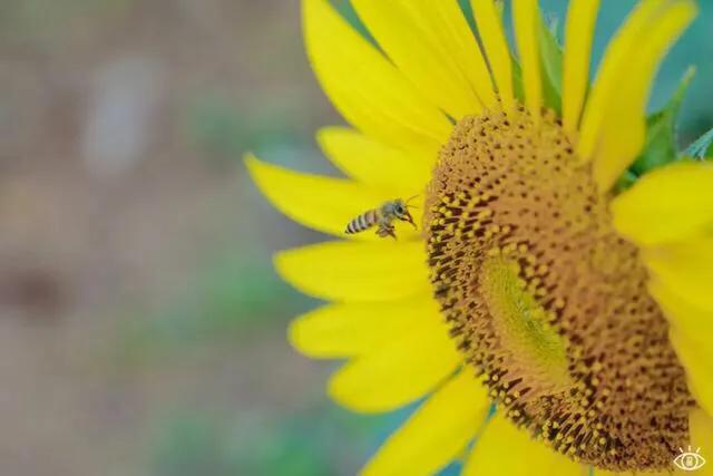 深圳花海公园推荐景点有哪些,深圳花海公园地址在哪里