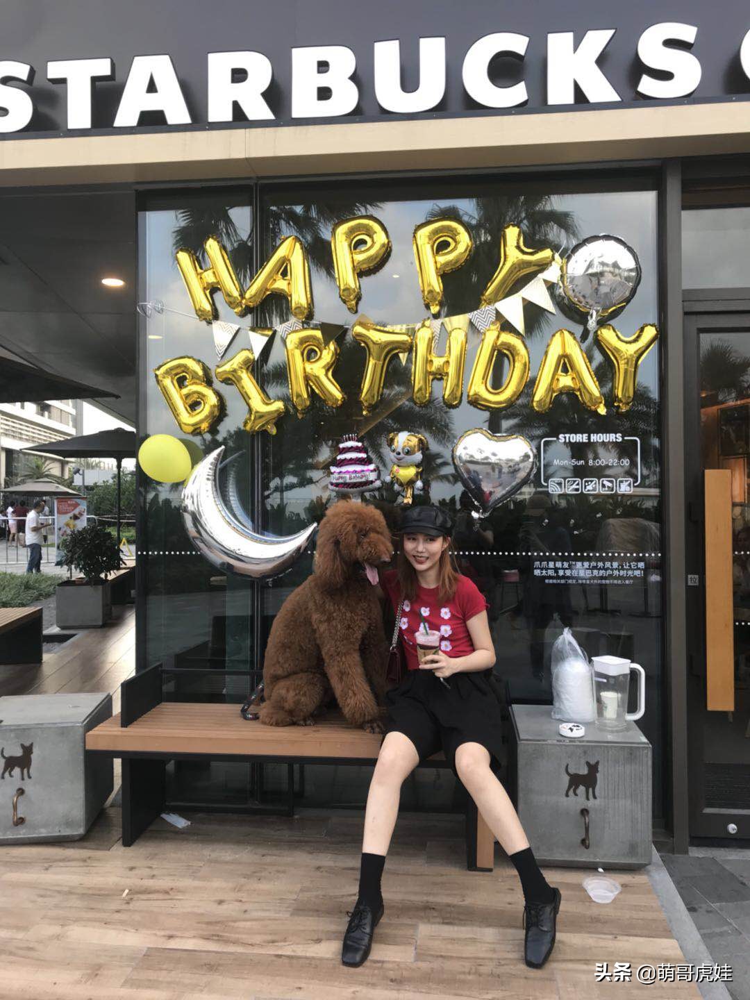 全城寻找巨型贵宾犬,刚抱回家的巨型贵宾犬