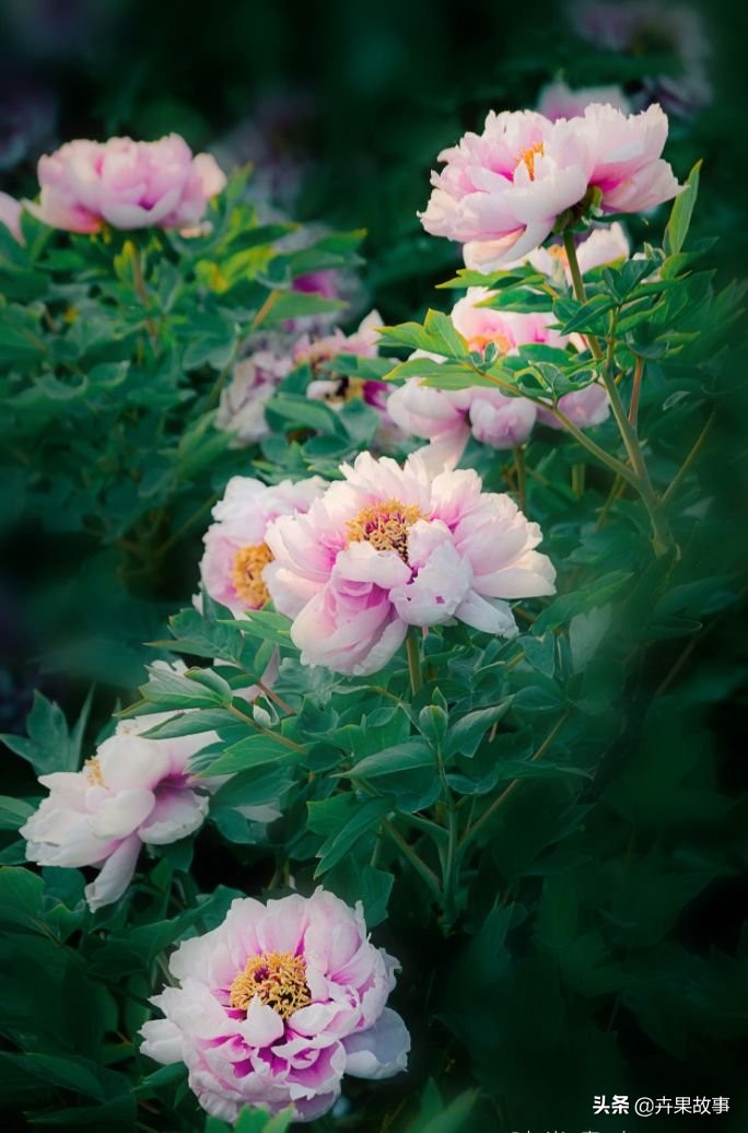 老家河南心灵故乡,心灵故乡完整视频