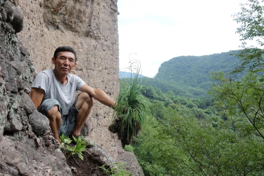 安徽发现的野韭菜,安徽发现野韭菜