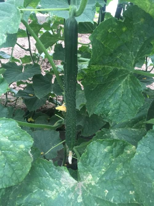 种植黄瓜不用化肥农药如何种好,黄瓜种植加点啥农药好些