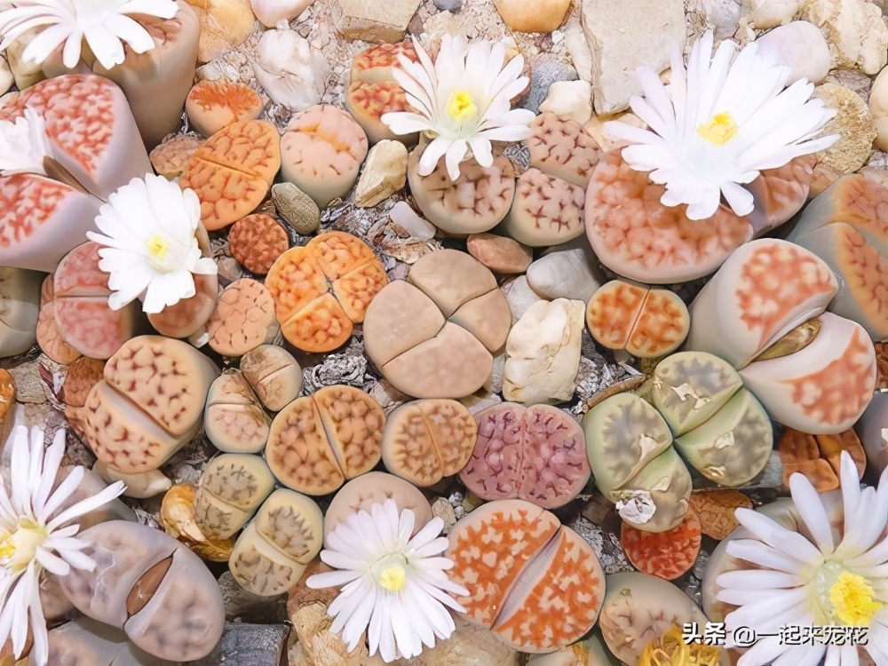 多肉生石花怎样养才养得最快,多肉生石花干瘪发皱了如何救活