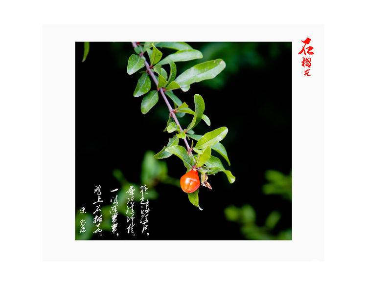 石榴花古诗词唯美,石榴花古诗词