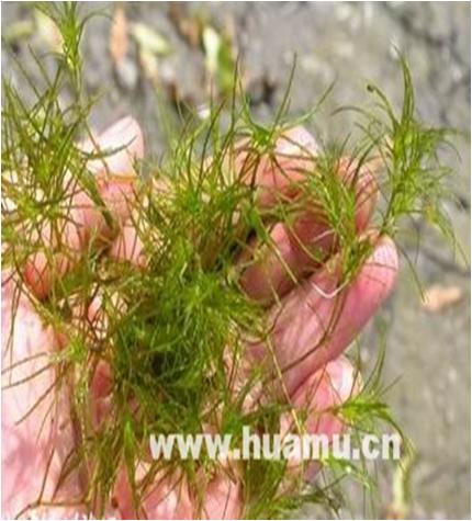 水草常见问题,常见鱼缸水草