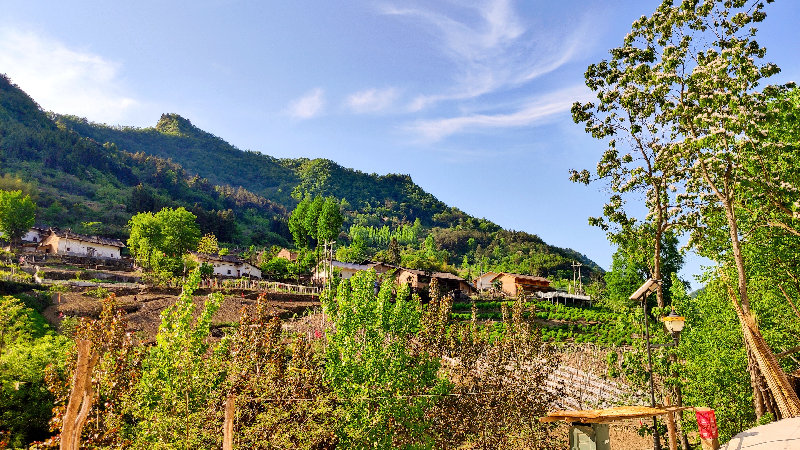 十堰卡子村千年银杏古树,卡子沟千年银杏十堰