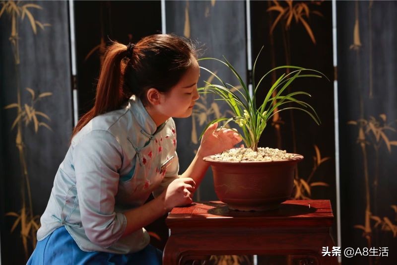 蒙山之春此花浓妆艳抹，彩块鲜红，是养兰人争相收藏的精品