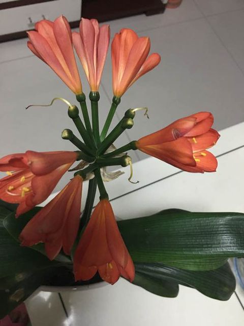 君子兰授粉后怎样判断授粉成功,君子兰是自然授粉还是人工授粉