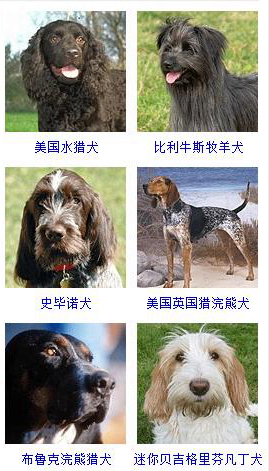 狗狗品种大全及图片超可爱宠物狗,宠物狗的常见品种名称大全