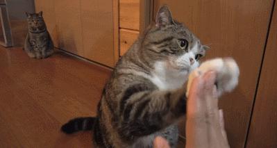 2021最火猫咪,2020年最火的猫咪